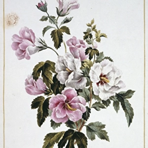 Folio 69 from A Collection of Flowers by John Edwards