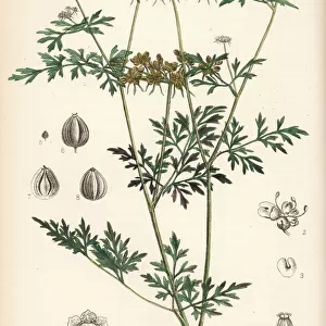 Fools parsley, Aethusa cynapium