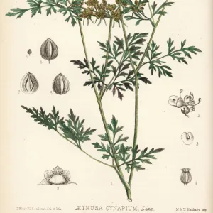 Fools parsley, Aethusa cynapium