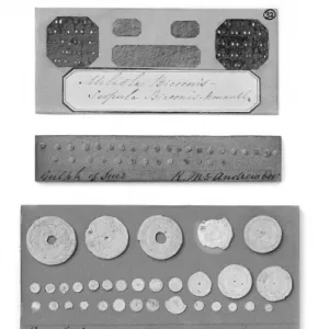 Foraminifera