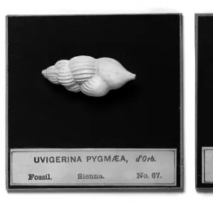 Foraminifera models