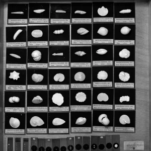 Foraminifera models