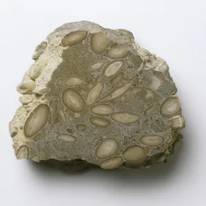 Foraminiferal limestone