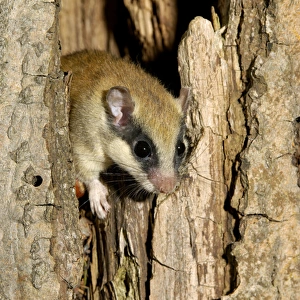 Forest dormouse, adult