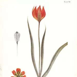 Form of Tulipa orphanidea No. 1561