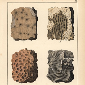 Fossil of extinct corals: Astraea, Maeandrina