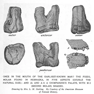 Fossil molar of Nebraska man