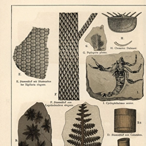Fossil plants and a scorpion