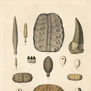 Fossil sea urchins, Megalosaurus tooth and Gyrodus teeth