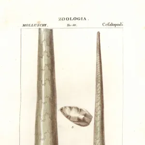 Fossil shell of baculite or walking stick rock