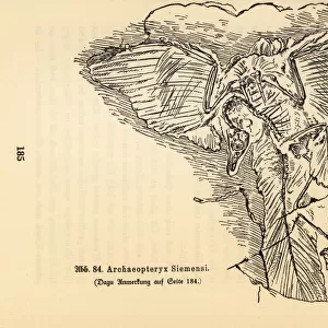 Fossil skeleton of an extinct Archaeopteryx siemensii