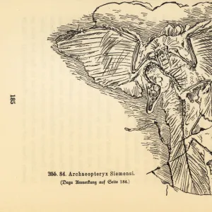 Fossil skeleton of an extinct Archaeopteryx siemensii