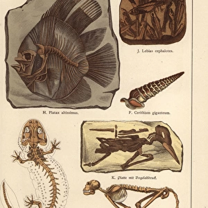 Fossil skeletons of fish, shell, bird and monkey