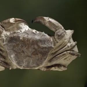 Fossilised Archaeogeryon peruvianus, Miocene crab