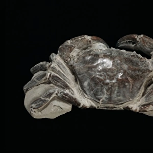 Fossilised Archaeogeryon peruvianus, Miocene crab