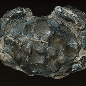 Fossilised Eocene crab