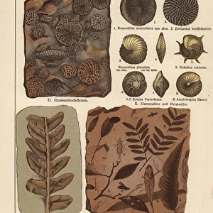 Fossils of algae, plants, insects and protozoa