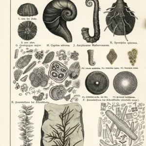 Fossils of diatoms, foraminifera, ferns and mollusks