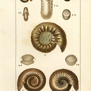 Fossils of extinct ammonite species