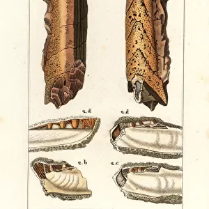 Fossils of extinct molluscs