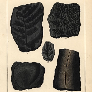 Fossils of ferns and plants