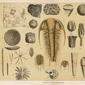 Fossils from the palaeozoic era