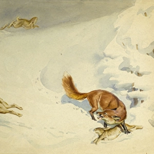 Fox chasing rabbits