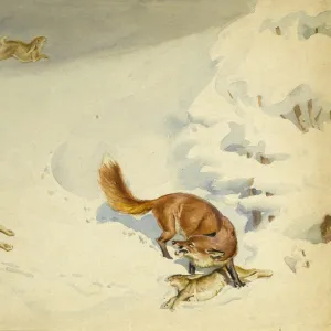 Fox chasing rabbits