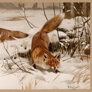 Fox in Snow 20C