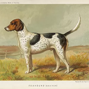 Foxhound (Book of Dog)