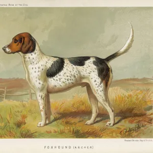 Foxhound (Book of Dog)