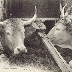 France, Biarritz, France - Fine cattle