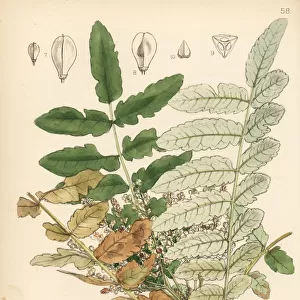 Frankincense, luban tree, or olibanum-tree, Boswellia sacra