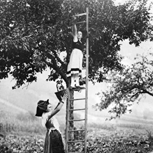 French Fruit Pickers