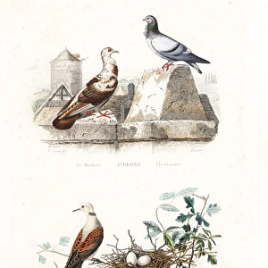 French Mondain and Cravate pigeons, and turtle dove