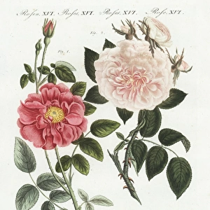 French rose, Rosa gallica, and flesh pink rose