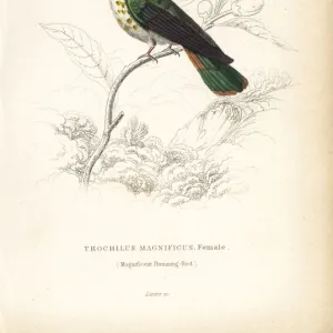 Frilled coquette, Lophornis magnificus, female