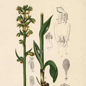 Frog orchid, Dactylorhiza viridis