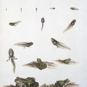Frog-spawn, tadpoles and adult