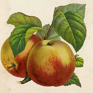 Fruit / Apples / Anon