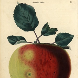 Fruit and leaves of the Alexander apple, Malus domestica