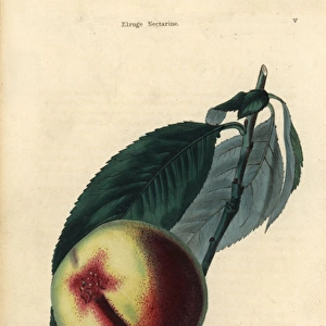 Fruit and leaves of the Elruge nectarine, Prunus persica