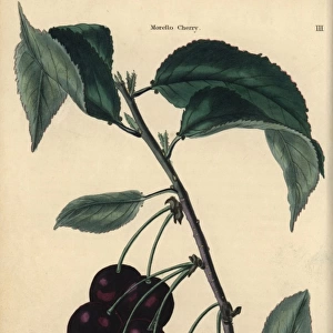 Fruit and leaves of the Morello cherry, Prunus cerasus