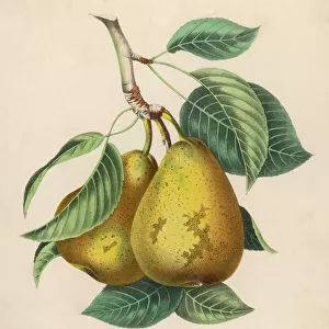 Fruit / Pair of Pears