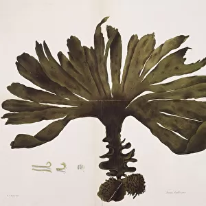 Fucus bulbosus, kelp