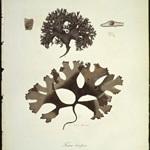 Fucus crispus, kelp