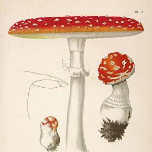 Funghi / Cordier 2 1876