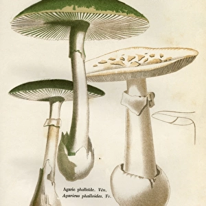 Funghi / Cordier 4 1876