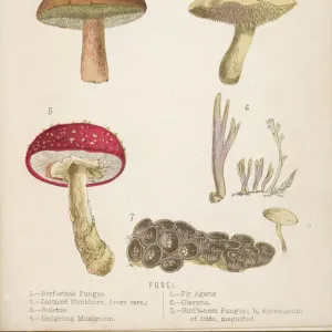 Funghi / Mushrooms 1869