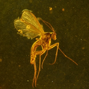 Fungus gnat in amber